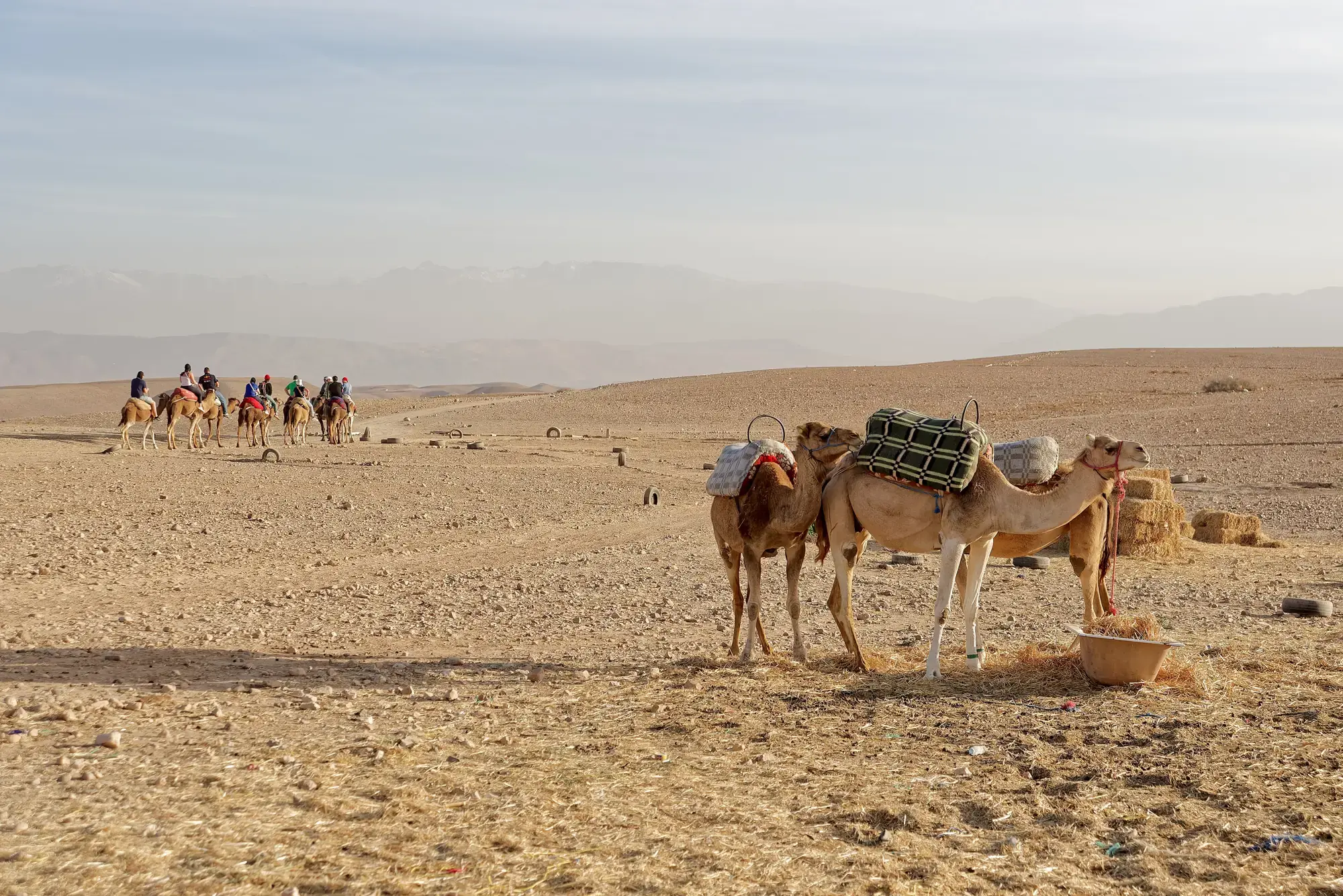 Saddled dromedaries in the stony Agafay desert, a caravan on the horizon